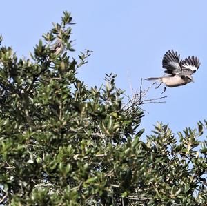 Northern Mockingbird