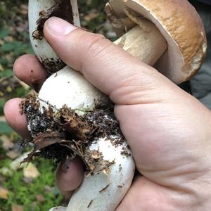 Summer Bolete