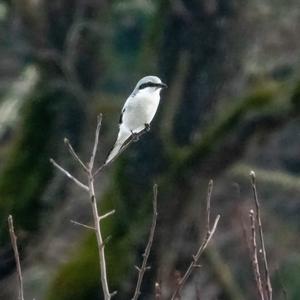 Great Grey Shrike