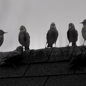 Common Starling