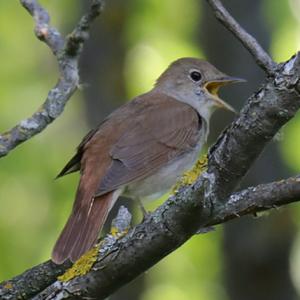 Common Nightingale