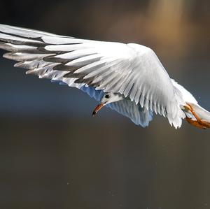 Black-headed Gull