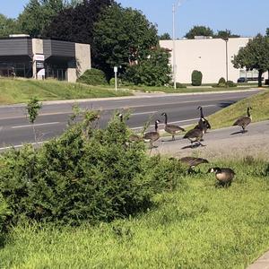 Canada Goose