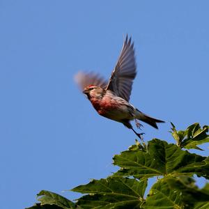 Common Redpoll