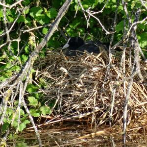 Common Coot