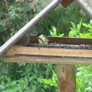 Great Tit