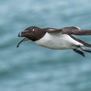 Razorbill