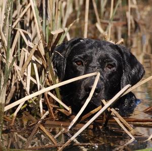 Retriever (Labrador)