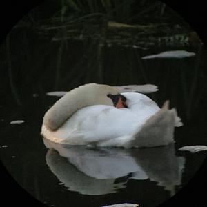 Mute Swan