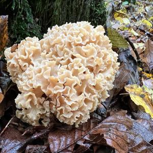 Unknown Species