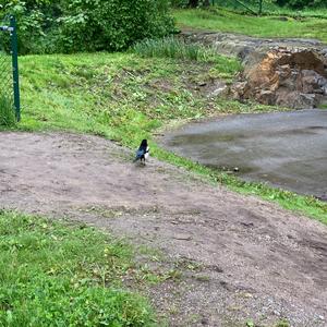 Black-billed Magpie