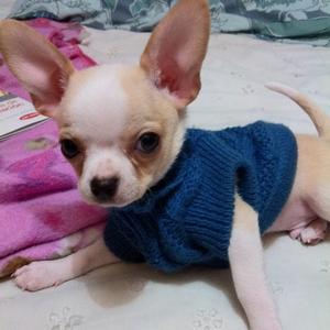 Unknown Breed