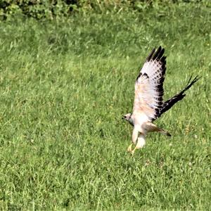 Common Buzzard