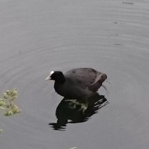 Common Coot