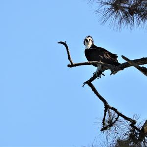 Osprey