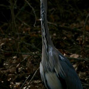 Grey Heron