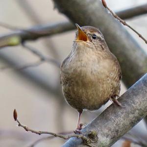 Winter Wren