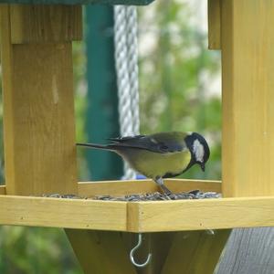 Great Tit