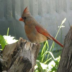 Northern Cardinal