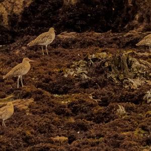 Whimbrel