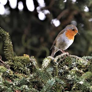 European Robin