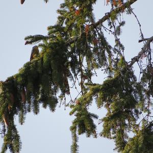 Wood Nuthatch