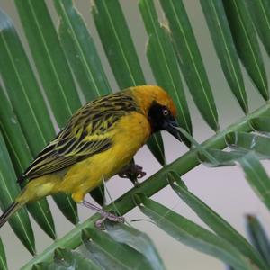 Vitelline Masked-weaver