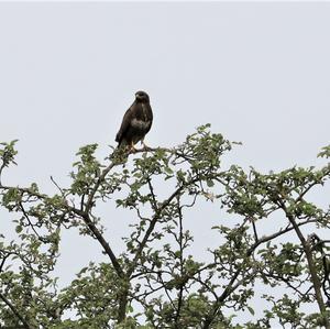 Mäusebussard