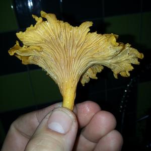 Chanterelle, Common