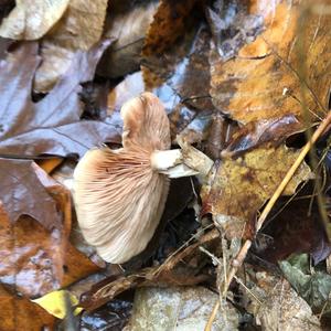 Entoloma sepium