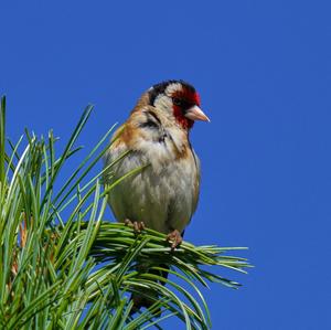 European Goldfinch