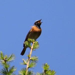 Common Redstart