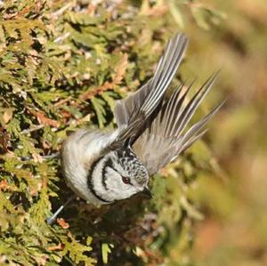 Crested Tit