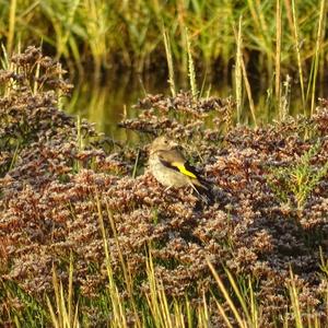 European Goldfinch