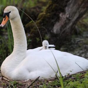 Mute Swan