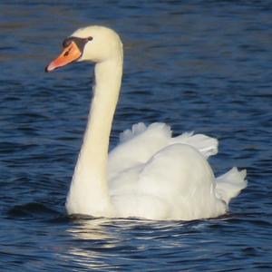 Mute Swan