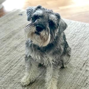 Miniature Schnauzer