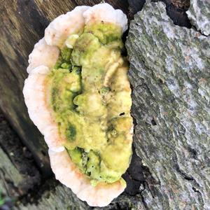 Gill Polypore