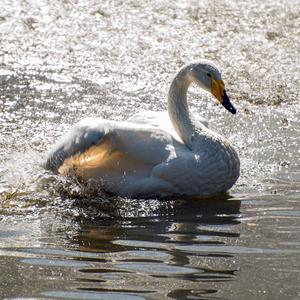 Whooper Swan