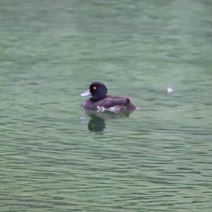 Tufted Duck