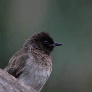 Common Bulbul