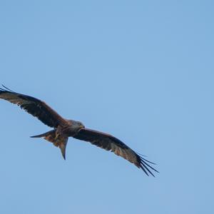 Red Kite