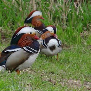 Mandarin Duck