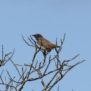 Bluethroat