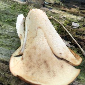 Dryad`s Saddle