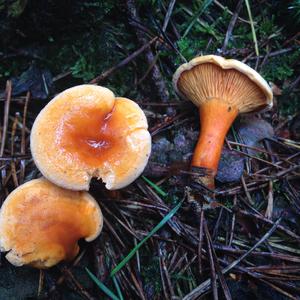 False Chanterelle