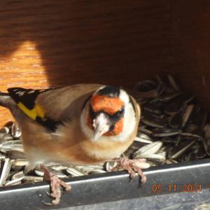 European Goldfinch