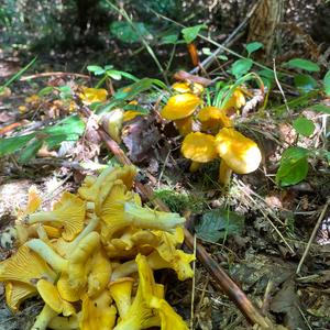 Chanterelle, Common