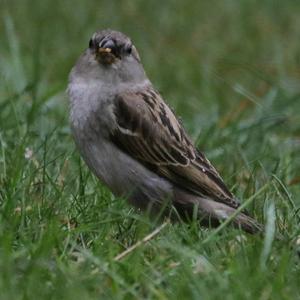 House Sparrow