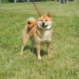 Shiba Inu